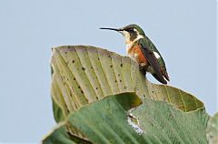 White-bellied Woodstar